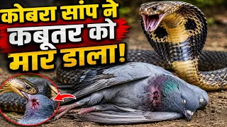 कबूतर और कोबरा सांप का दृश्य देखकर सभी लोग हुए हैरान 🤔🐍
