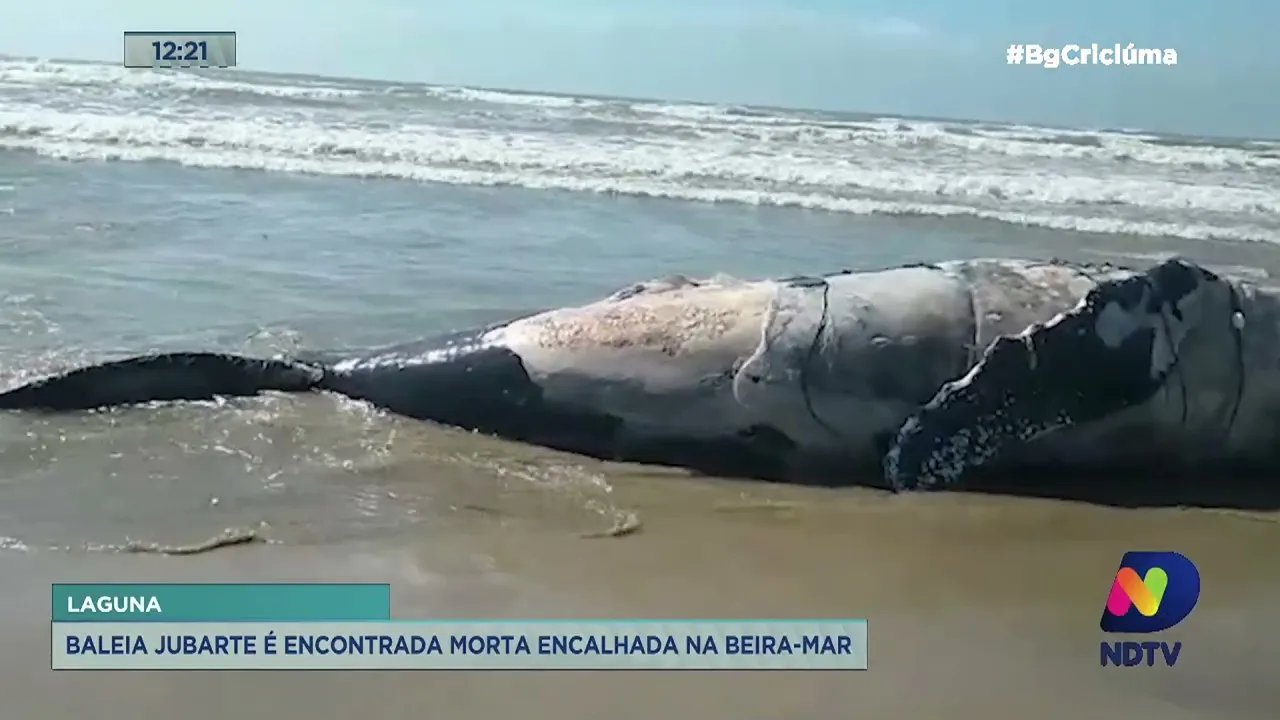 Baleia jubarte é encontrada morta encalhada na beira-mar em Laguna