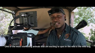 Wildlife In Swahili Episode 3 Mbwa Mwitu Wild Dogs 