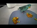 Vegetables NO Where Are My Fruits Green Cheek Conure Drama