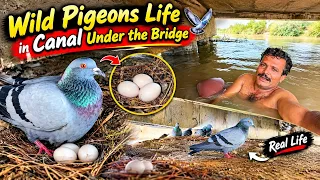 Natural Life Brids 😍😱 @muhammadismailpigions786 