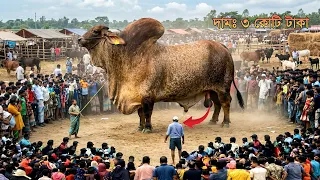 ৩ কোটিতে বিক্রি হয় সবচেয়ে বড় গরু | বিশ্বের সেরা ৪ গরু | Heaviest Bull In The World