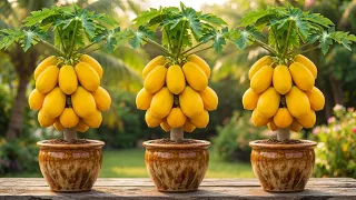 3 Best Tips for Propagating Papaya at home _ How to grow papaya tree #papaya #garden #gardening
