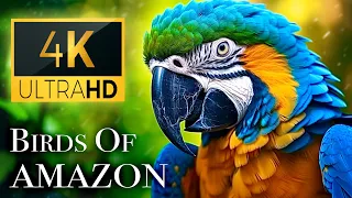 Birds Of Amazon 4K Birds That Call The Jungle Home Amazon Rainforest Scenic Relaxation Film 