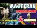 Download Lagu Masteran TRUCUKAN Tembakan Dan Ngropel Panjang, Ampuh Terapi Burung macet Agar cepat Gacor. !!!