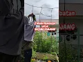 Download Lagu 2 MODEL RAMBATAN UNTUK KACANG PANJANG