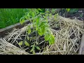 Grow with KARE Tips for fertilizing tomatoes