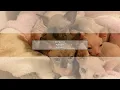 Gorgeous Sphynx Kittens is a Sphynx Breeder in Staten Island NY