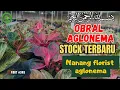 Download Lagu LARIS BANGET | OBRAL AGLONEMA MURAH TANIAN SENDIRI | COCOK BUAT PEMULA | BAGIAN 345