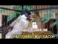 Download Lagu Suara Burung Kutilang Gacor ASLI Tanpa isian, Ampuh untuk Pikat Kutilang bikin kutilang Ribut gacor