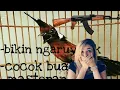 Download Lagu Suara Tembakan AK47 burung jalilin