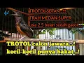 Download Lagu WOW..‼️TROTOL SETAN USIA 2,5 bulan SUDAH GACOR BEGINI || bikin ngiler....!