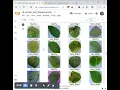 Potato Leaf Disease using deep learning