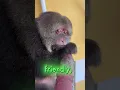 Download Lagu Rare MONKEY...In DANGER 🐒🌿🔥