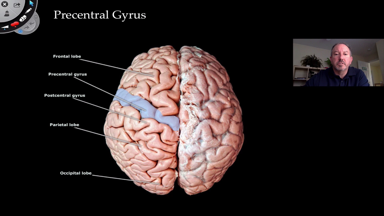 The Cerebrum