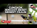 🔴Masteran Kompilasi Cucak Cungkok Jenggot Full Beset Speed dan Srindit Cililin