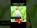 Download Lagu BURUNG SI SULTAN(SIKATAN LONDO)2023.#kurniawankicaugresik#shorts#yearofyou