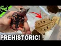 Florida s COOLEST REPTILE Shop