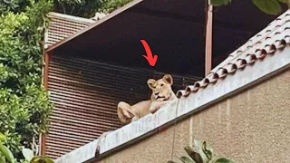 الظابط في مصر و هو ماشي لقي اسد قاعد في البلكونه زي الباشا اسد المعادي 