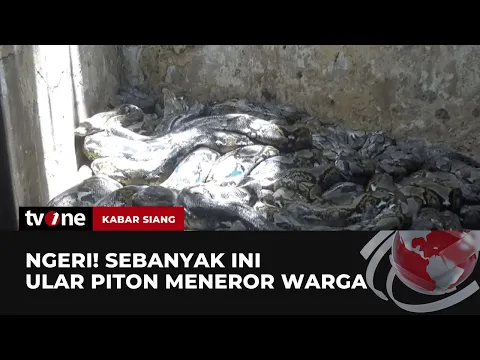 Ngeri, Ular Piton Masuk ke Rumah-rumah Warga Tuban