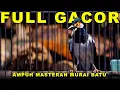 Download Lagu Jalak Suren Full Gacor Isian Cililin #jalaksuren #jalaksurengacor #masteran #burung