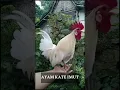 Download Lagu AYAM KATE IMUT~BISA KETAWA... #ayamkate #ayamketawa #ayam #ayamlucu