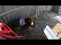 AKC Excellent Exterior Search - Qualifying run