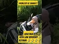 Download Lagu momen lucu ketika teman nyungsep ke sawah bikin ngakak ‼️#ngakak #lucu #ketawa #nyungsep #kocak #fyp