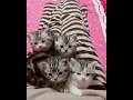 Download Lagu ADEGAN RANJANG MASA KINI BEB !! #KUCING MEONG-MEONG #SHORTS