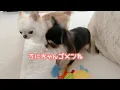 Download Lagu 人間みたいに相手の気持ちを理解できるようになった妹犬。