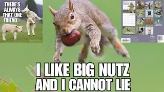 2018 Animal Memes Wall Calendar Mead Flip Through