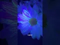 Make glowing flowers with one ingredient