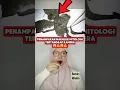 Download Lagu PENAMPAKAN MAKHLUK MITOLOGI TERTANGKAP KAMERA 😱 #shorts #fyp
