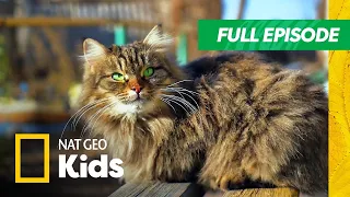 Super Awesome Pets | Super Animals Full Episode | Nat Geo Kids