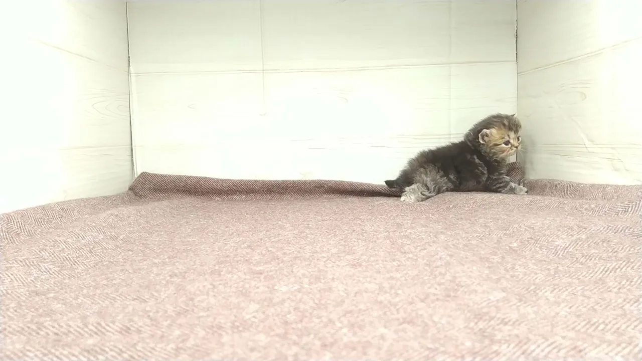 動画