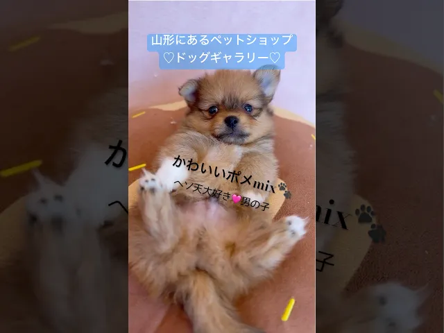 動画