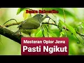 Download Lagu Masteran Opior Jawa Suara Full Gacor,100% Burung Lain Pasti Nyaut