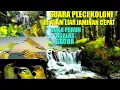 Download Lagu SUARA PLECI KOLONI DI ALAM LIAR || 'SUPER JITU ! BUAT PLECI BUKA PARUH' !!