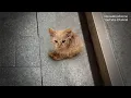 Download Lagu Katje, ik vond je een thuis - maar de volgende dag was je weer op straat