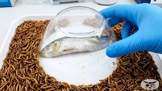 10000 Mealworms Cleaning Fish Bones