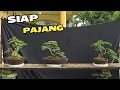 Lagu Cek Harga Di Kanaya Bonsai
