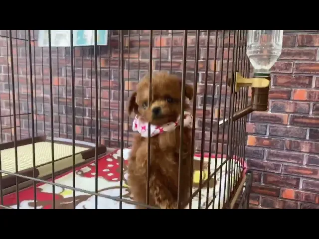 動画