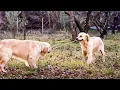 Download Lagu Animals Like Us - Animal Play