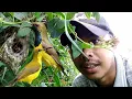 Lagu Mencari sarang burung SOGON ternyata disini sarangnya ada anakan nya...!!❤️@Iyuschannel521