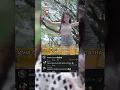 Download Lagu Icha Chellow x Mala Agatha Dj Usruk Usruk #ichachellow #malaagatha #fypシ゚viral #shorts #trending #dj