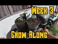 Week 3 Cannabis Grow with Me North Atlantic Seed Co Review