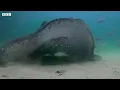Army of Crabs Protect Spy Robot From Stingray | Spy In The Ocean | BBC Earth