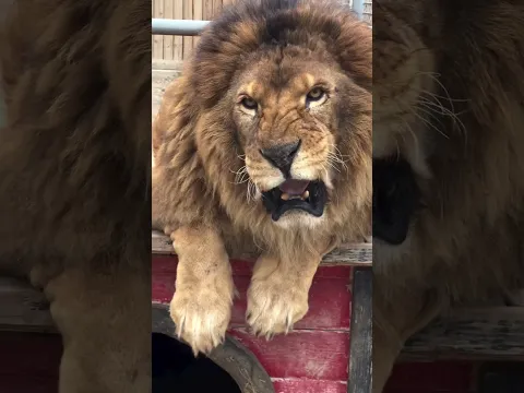 One of the Biggest Lion in Aggressive Mood 😳 | Nouman Hassan