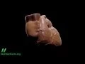 Dark Chocolate and Artery Function
