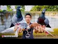 Download Lagu TES KECERDASAN MERPATI BARU